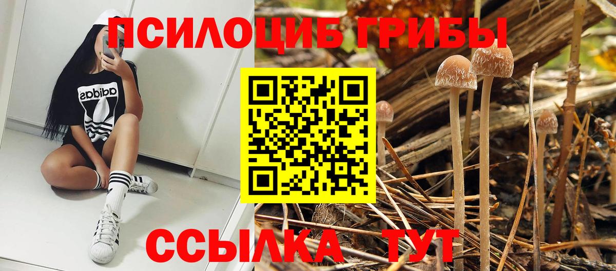 Псилоцибиновые грибы Cubensis Самара